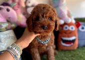 Ped eğitimli uysal toy poodle yavru